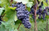 1-Day Redwoods and Wine Country Tour